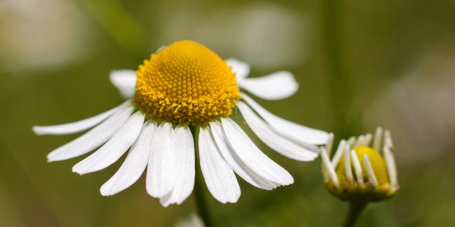 German chamomile growing in the wild